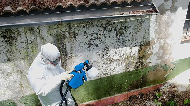 Top rated local Mold Removal specialists in Georgetown, PA